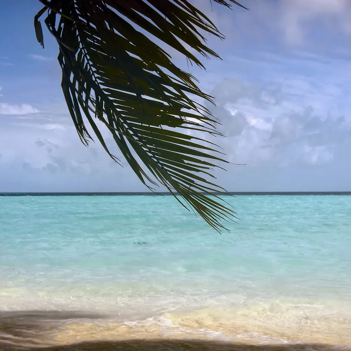 A palm tree is hanging over the water.